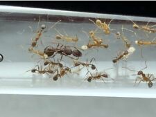 Ant queen aphaenogaster for sale  Bronxville