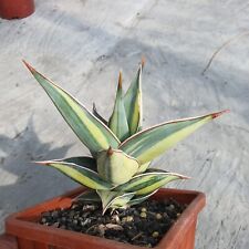 Used, Sansevieria Pinguicula Variegated - Aroid Variegated - Plant Gift - Free Phyto for sale  Shipping to South Africa