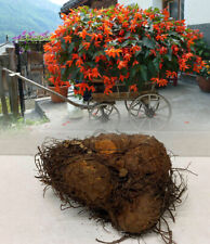 Bertinii trailing begonia for sale  ALFRETON