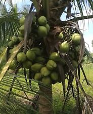 Dwarf coconut seed for sale  USA