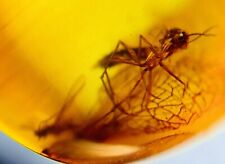 Fóssil de inseto birmanês de mosca do Cretáceo âmbar Mianmar comprar usado  Enviando para Brazil