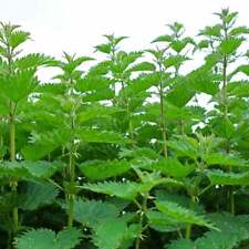 Stinging nettle 200 for sale  CHESTERFIELD