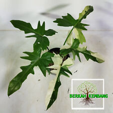 Used, Philodendron Golden Dragon Variegated 3 Leaf Free Pithosanitary for sale  Shipping to South Africa