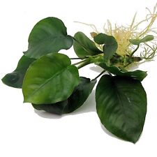 Anubias barteri large for sale  HOUNSLOW