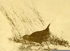 Little Black Rail bird Stuffed oiseau R�le noir empaill� old Press Photo 1930', usado comprar usado  Enviando para Brazil