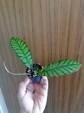 Hoya callistophylla for sale  Shipping to Ireland
