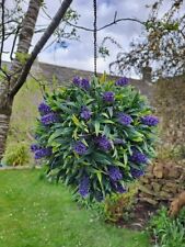 topiary balls for sale  SKIPTON