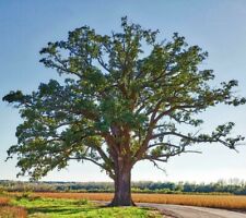 Bur oak tree for sale  De Pere