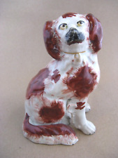 Staffordshire spaniel dog for sale  UK
