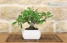 Bonsai ficus panda usato  Giovinazzo