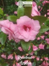 Rosebud azalea rhododendron for sale  Sheridan