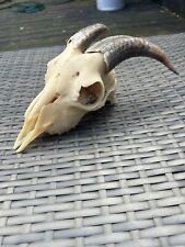 Real goats skull for sale  LEICESTER