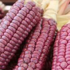 Corn mandan red for sale  Shipping to Ireland