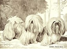 lhassa apso d'occasion  Expédié en Belgium