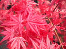 Acer palmatum cv. usato  Sonnino