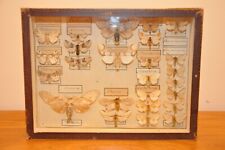 Cadre papillon entomologie d'occasion  Croissy-sur-Seine