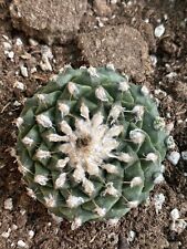 Used, Obregonia Denegrii With Babies - Free Shipping for sale  Shipping to South Africa