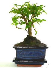 Ligustrum bonsai tree for sale  LLANDRINDOD WELLS
