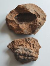 Fossile trilobite galet d'occasion  Corbehem