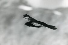 Italy Gran Paradiso Park Alpine chough Bird Amateur Wildlife Photography 1970s comprar usado  Enviando para Brazil