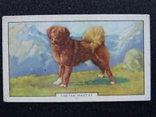 Tibetan mastiff dogs for sale  UK