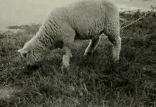 Little lamb chain for sale  Foley