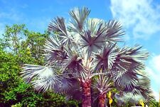 King palm seeds for sale  Russell