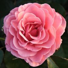 Rose bush amazing for sale  GLASGOW