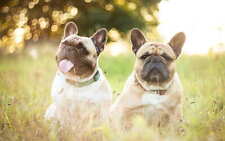 French bulldogs grass for sale  BIRMINGHAM