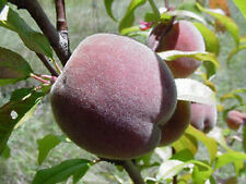 Pecher vigne rubira d'occasion  Villemandeur