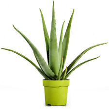 Aloe vera barbadensis for sale  UK