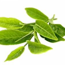 Pack camellia sinensis for sale  Shipping to Ireland