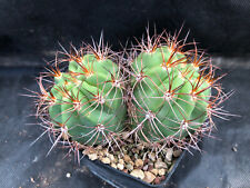 Denmoza rodacantha cactus usato  Massafra