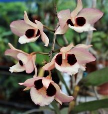 Orchidea orchidea dendrobium usato  Spedire a Italy