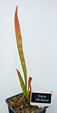 Sarracenia diane whittaker for sale  BARNSLEY