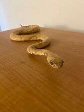 Copperhead taxidermy snake for sale  Palm Bay