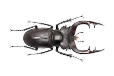 LUCANIDAE Lucanus cervus akbesianus 91mm From TURKEY for sale  Shipping to South Africa