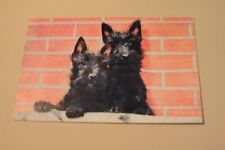 Couple terriers surprised for sale  NORTH WALSHAM