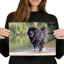 Newfoundland dog puppy for sale  SELBY