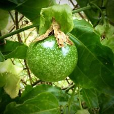 "Maracuya de fruta de la pasión (Passiflora edulis) planta frutal viva tropical 12""- 24" segunda mano  Embacar hacia Argentina