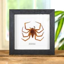 Orange huntsman spider for sale  Shipping to Ireland