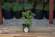 Citronella plant mosquito for sale  Rocklin