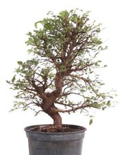 Bonsai ulmus parvifolia gebraucht kaufen  Heinsberg