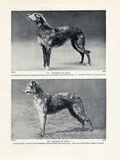 Scottish deerhound two for sale  COLEFORD