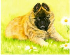 Belgian shepherd tervuren for sale  San Antonio