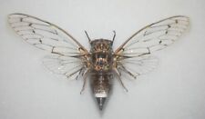 Cicadidae cicada orni d'occasion  Blagnac