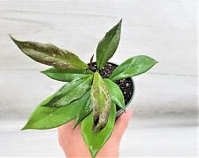 Hoya pubicaly black for sale  Reseda