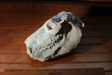 Fossil oreodont skull for sale  Meridian