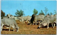 Postcard brahman cattle for sale  Stevens Point