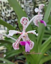Orquídea Vanda Tricolor var. suavis, muy fragante (9 Pr) segunda mano  Embacar hacia Spain